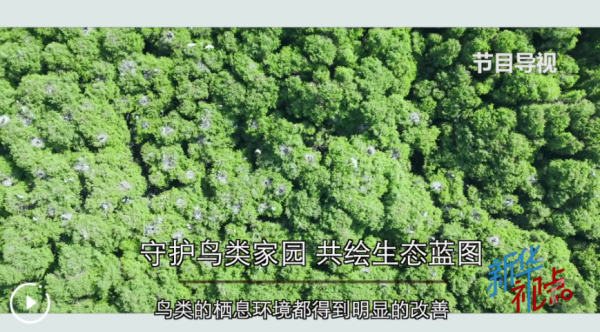 有富策略 新华视点丨守护鸟类家园 共绘生态蓝图_大皖新闻 | 安徽网