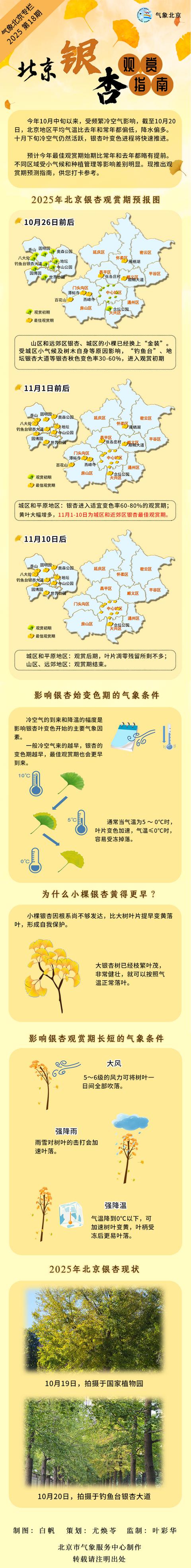 配亿多 2025年北京银杏观赏指南